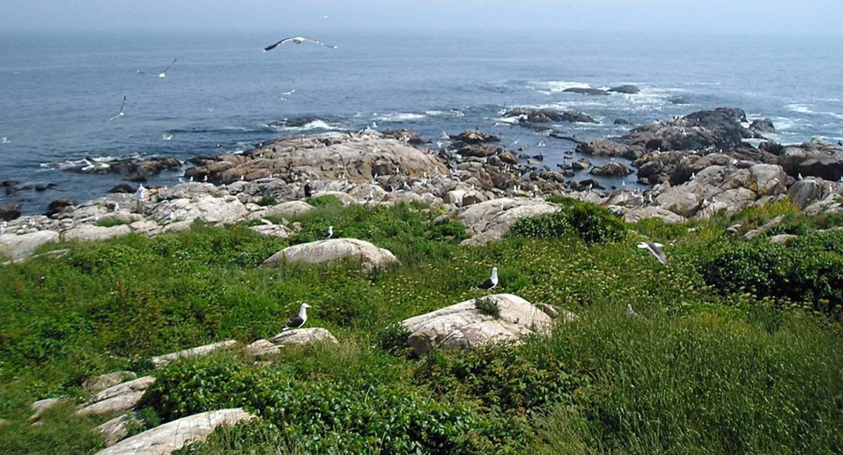 Rocky shore and green growth on Thacher Island off Rockport, with gulls and open sea