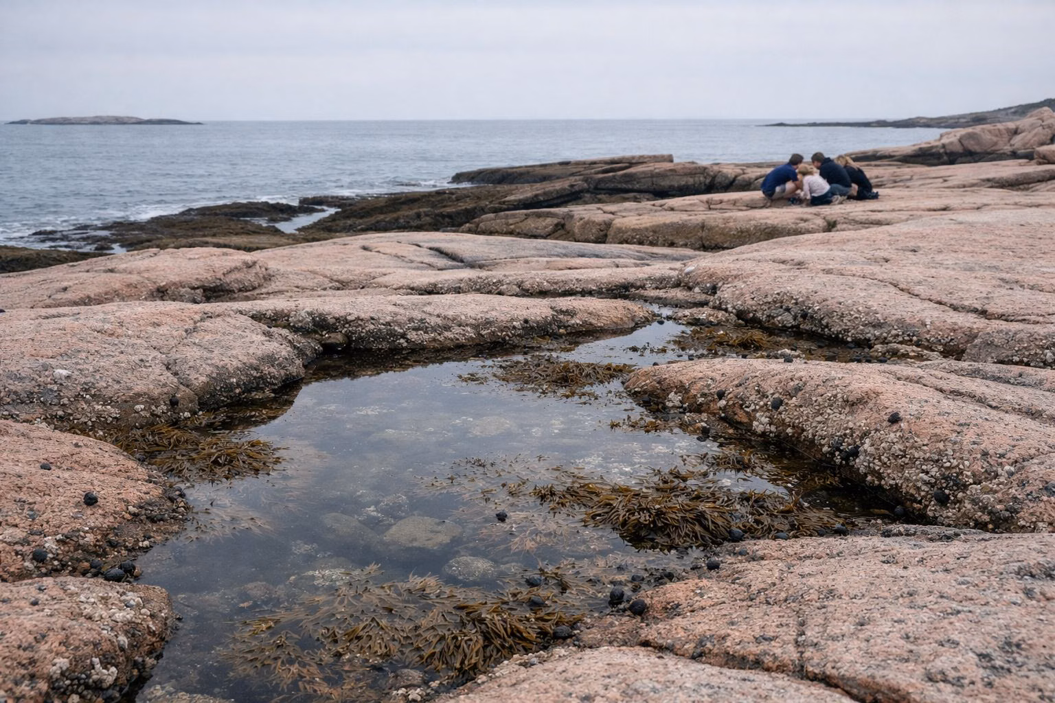 Shallow tide pools with rockweed and periwinkles on granite ledges at low tide